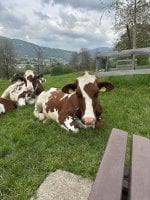 IMG_5548.jpeg