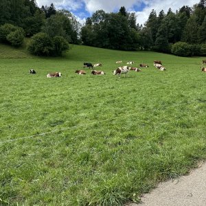 IMG_7021.jpeg