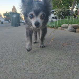 Stewie