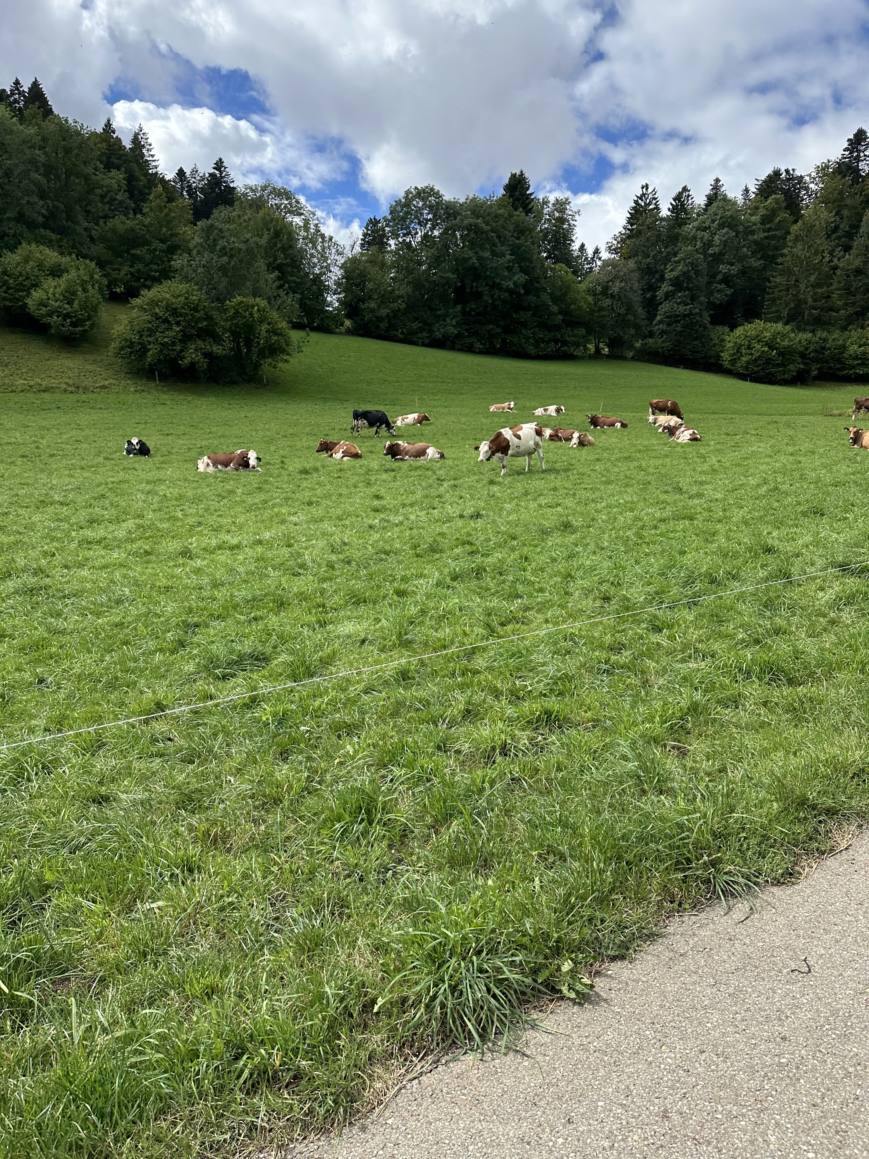 IMG_7021.jpeg