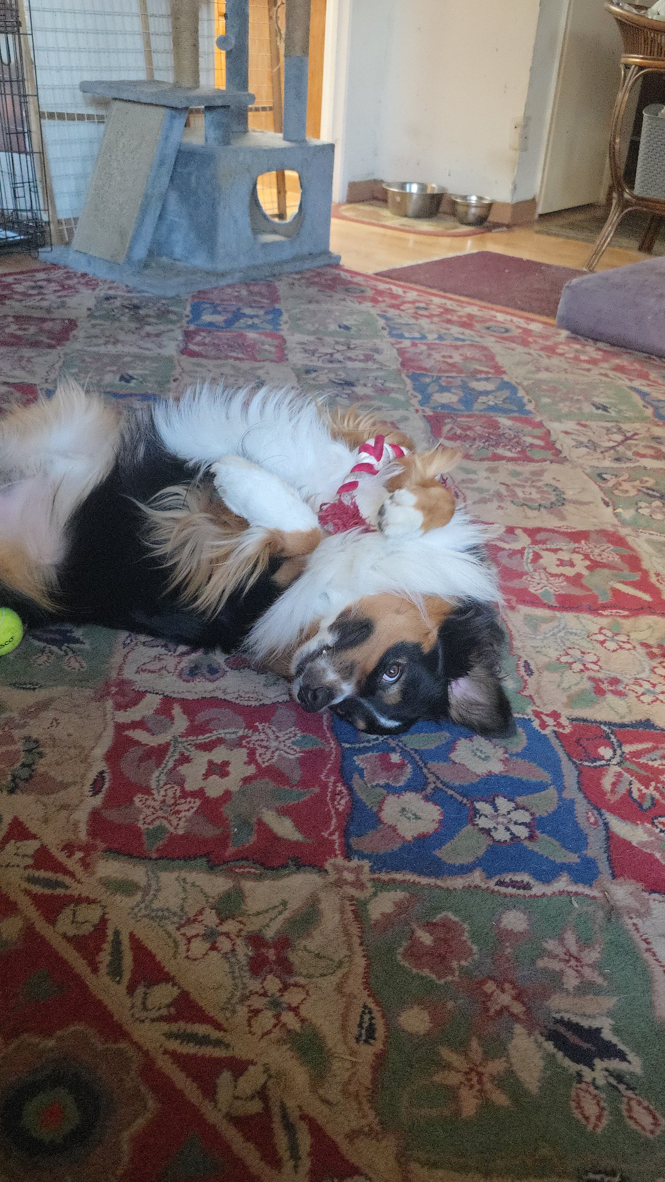 OLLIE
