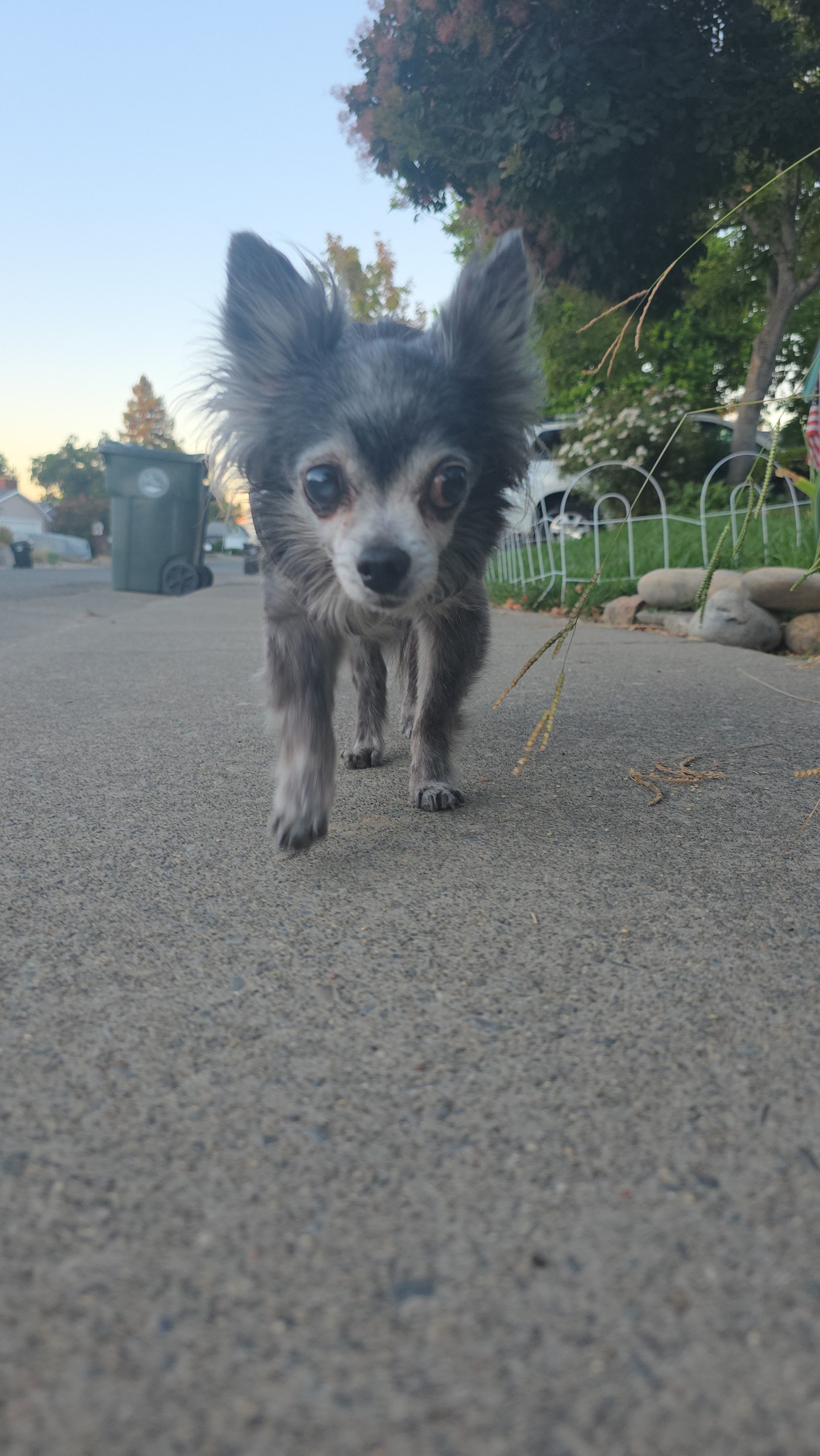 Stewie